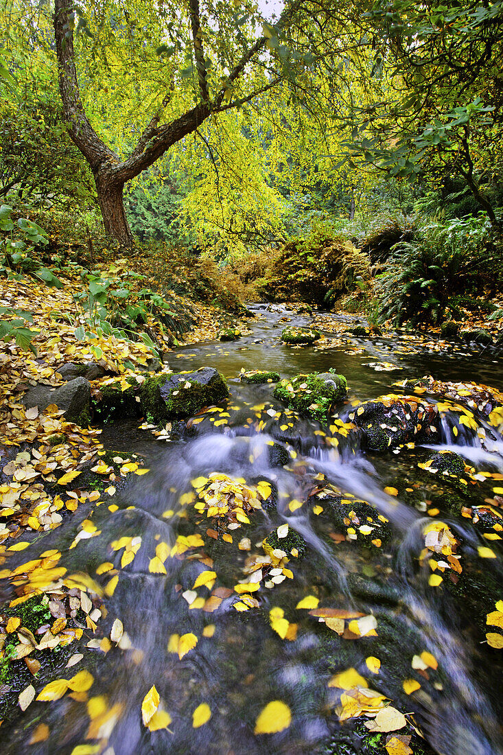 Ein sanfter Bach, der durch den Crystal Springs Rhododendron Garden fließt, mit herbstlich gefärbtem Laub an den Bäumen und im Wasser treibenden Blättern, Portland, Oregon, Vereinigte Staaten von Amerika