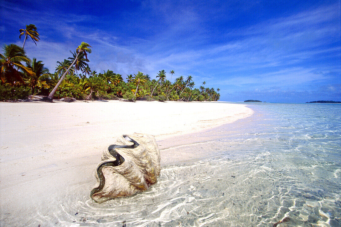 Mollusk shell at the edge of the clear water off a tropical beach with white sand and palm trees,Aitutaki,Cook Islands