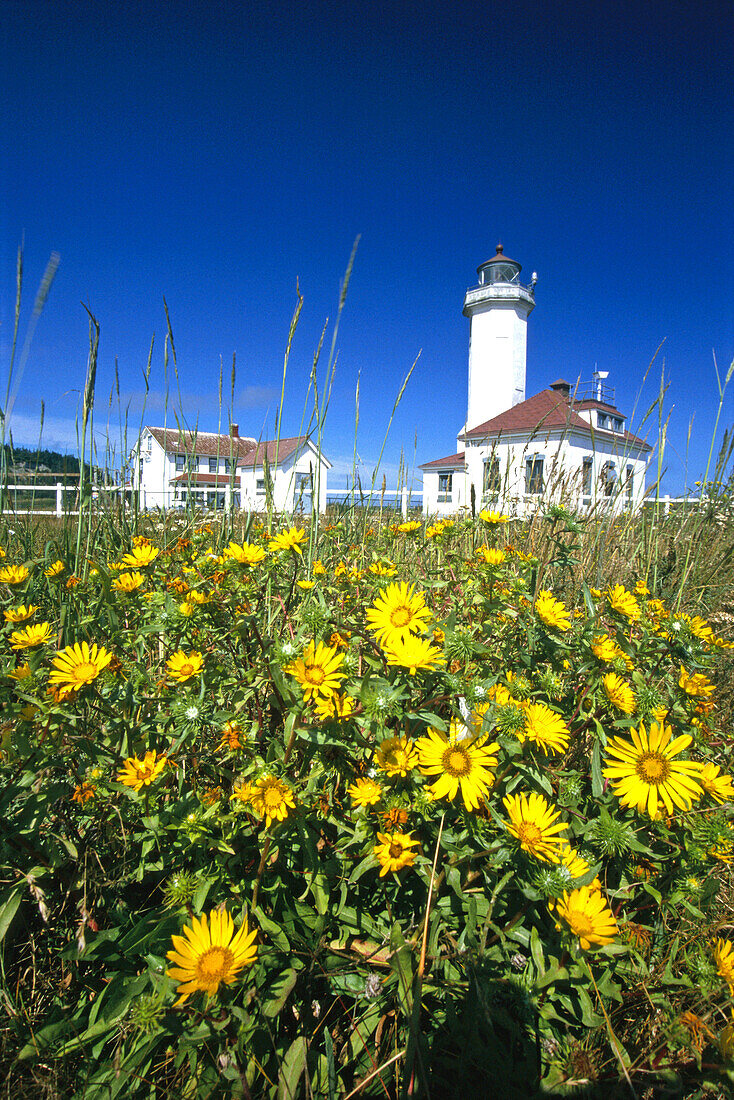 Blühende Wildblumen im Vordergrund mit dem Point Wilson Light im Hintergrund vor einem strahlend blauen Himmel im Fort Worden State Park, in der Nähe von Port Townsend, Washington, Vereinigte Staaten von Amerika