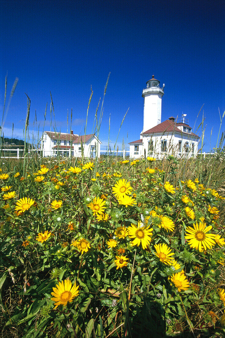 Wildflowers blossoming in the foreground with Point Wilson Light in the background against a bright blue sky in Fort Worden State Park,near Port Townsend,Washington,United States of America