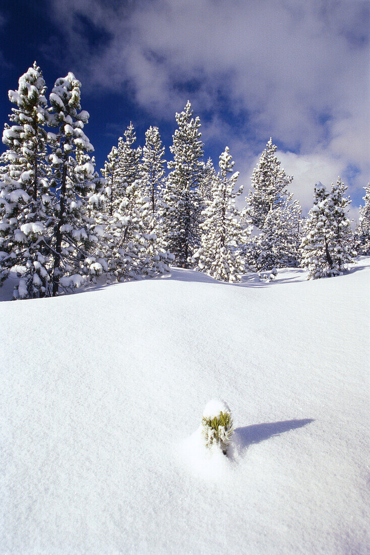 A sapling shows through the snow in the foreground with snow covering the evergreen trees in Mount Hood National Forest in a cold winter scene,Oregon,United States of America