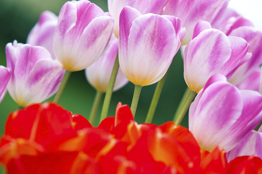 Detailaufnahme von blühenden Tulpen auf der Wooden Shoe Tulip Farm, Pacific Northwest, Woodburn, Oregon, Vereinigte Staaten von Amerika