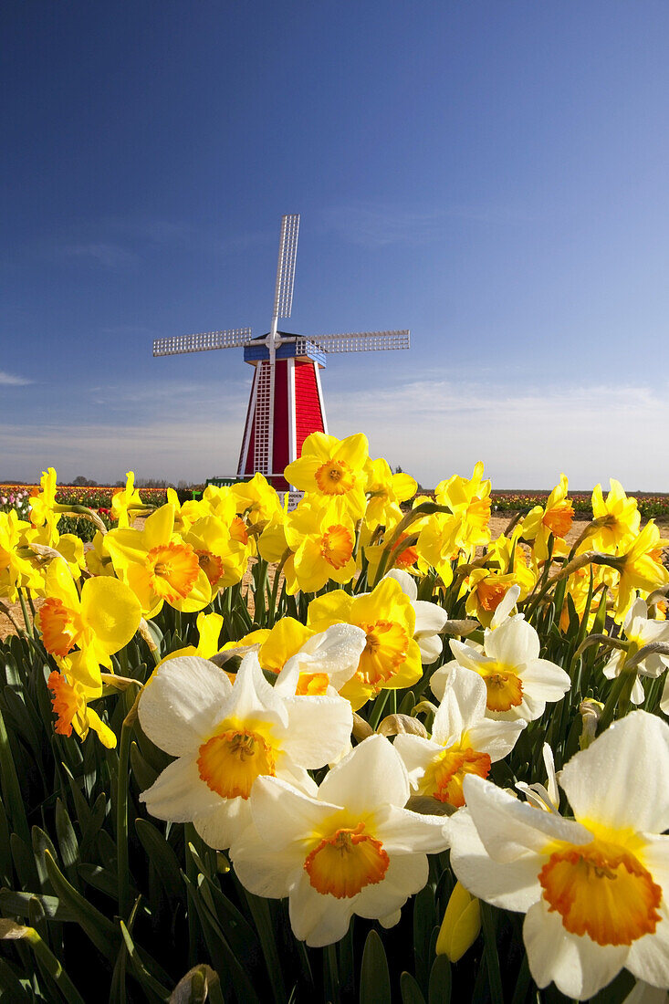 Windmühle auf der Wooden Shoe Tulip Farm mit blühenden Narzissen im Vordergrund, Oregon, Vereinigte Staaten von Amerika