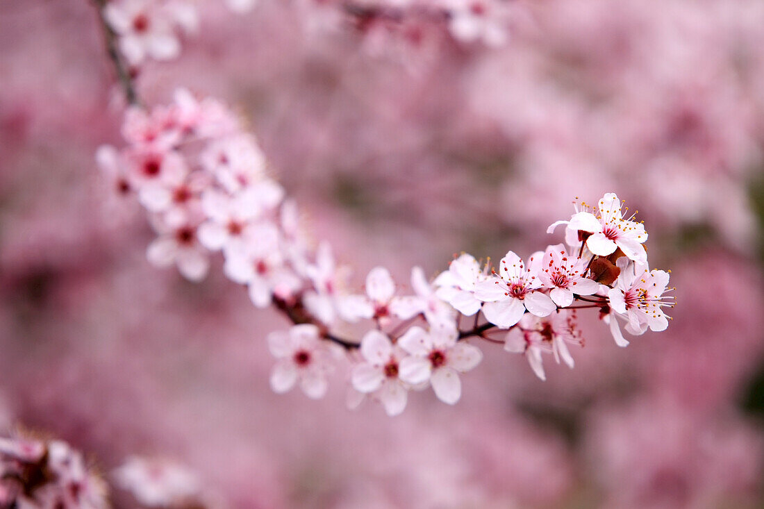 Cherry blossoms on a branch with a blurred background,Portland,Oregon,United States of America