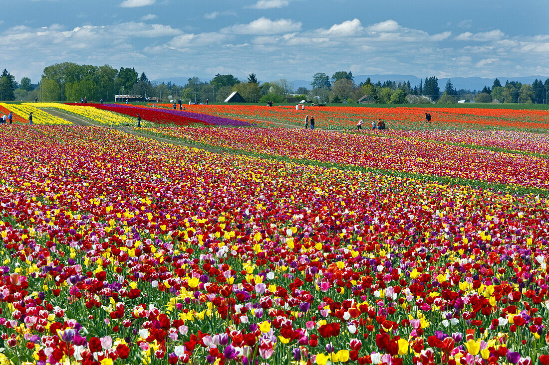 Menschen besuchen die Wooden Shoe Tulip Farm und stehen auf den Feldern zwischen den bunt blühenden Tulpen, Woodburn, Oregon, Vereinigte Staaten von Amerika