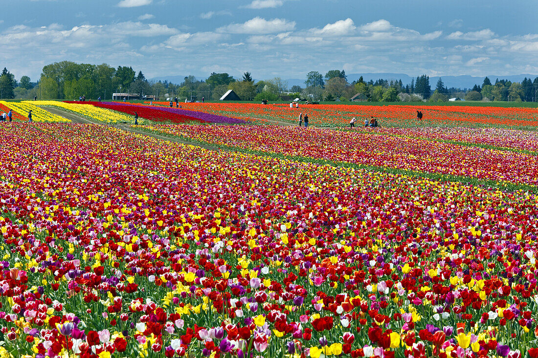 People visiting Wooden Shoe Tulip Farm and standing in the fields amongst the colourful blossoming tulips,Woodburn,Oregon,United States of America