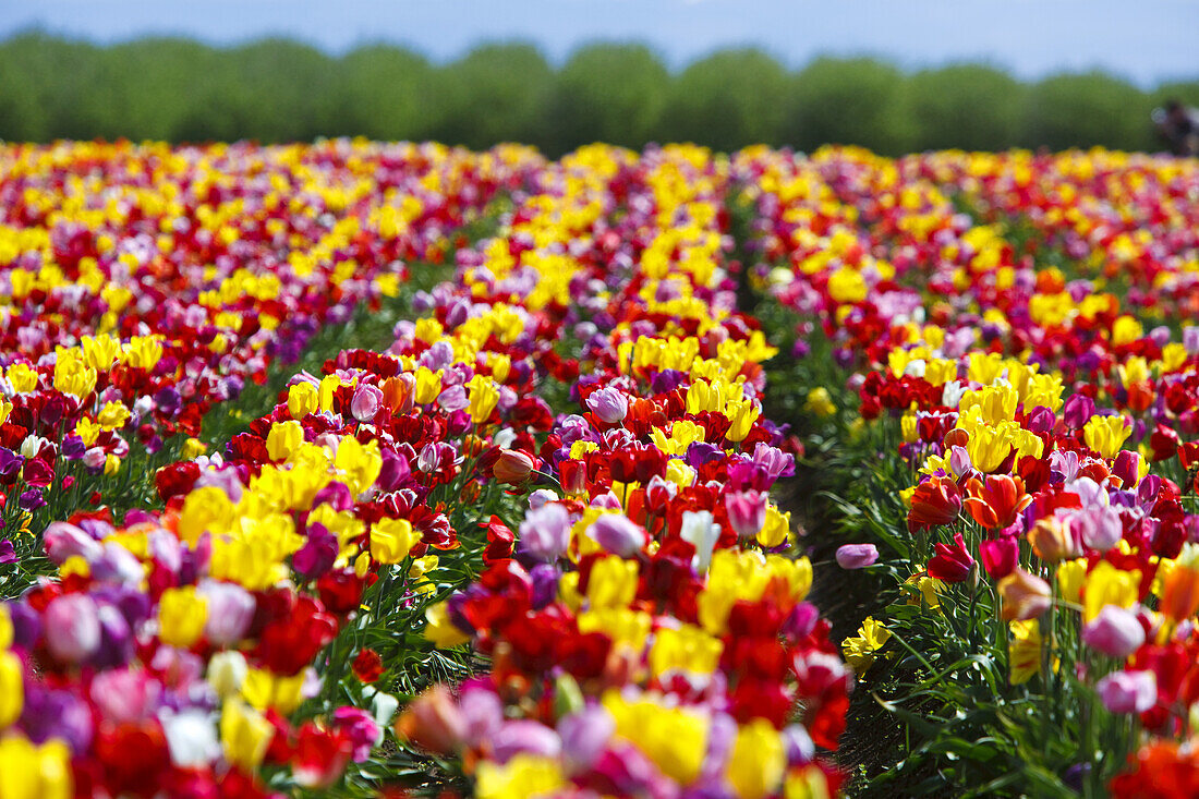 Abundance of tulips in a field,Wooden Shoe Tulip Farm,Woodburn,Oregon,United States of America