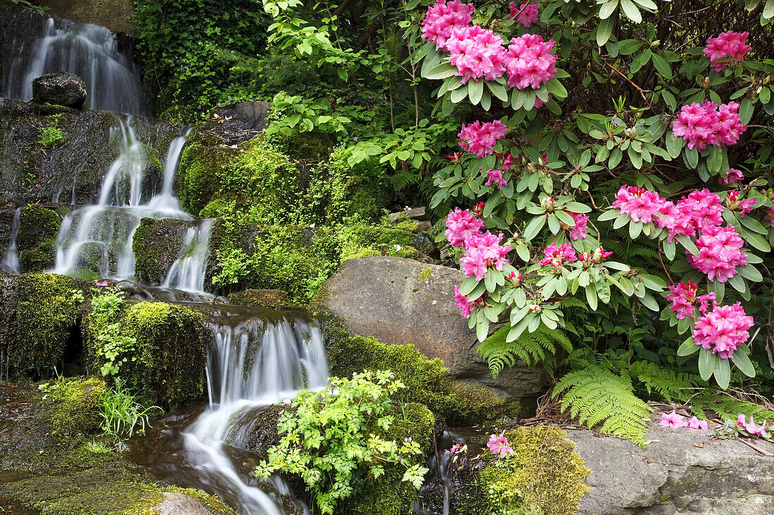 Wasserfälle, die über eine moosbewachsene Landschaft mit üppigem Laub und blühenden Rhododendren im Crystal Springs Rhododendron Garden stürzen, Portland, Oregon, Vereinigte Staaten von Amerika