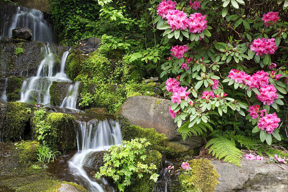 Waterfalls cascading down a mossy landscape with lush foliage and blossoming rhododendrons at Crystal Springs Rhododendron Garden,Portland,Oregon,United States of America