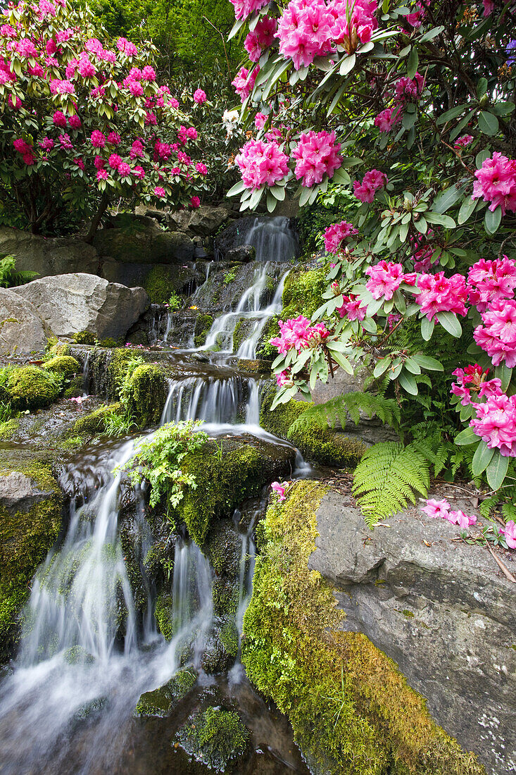 Wasserfälle, die über eine moosbewachsene Landschaft mit üppigem Laub und blühenden Rhododendren im Crystal Springs Rhododendron Garden, Portland, Oregon, Vereinigte Staaten von Amerika, stürzen