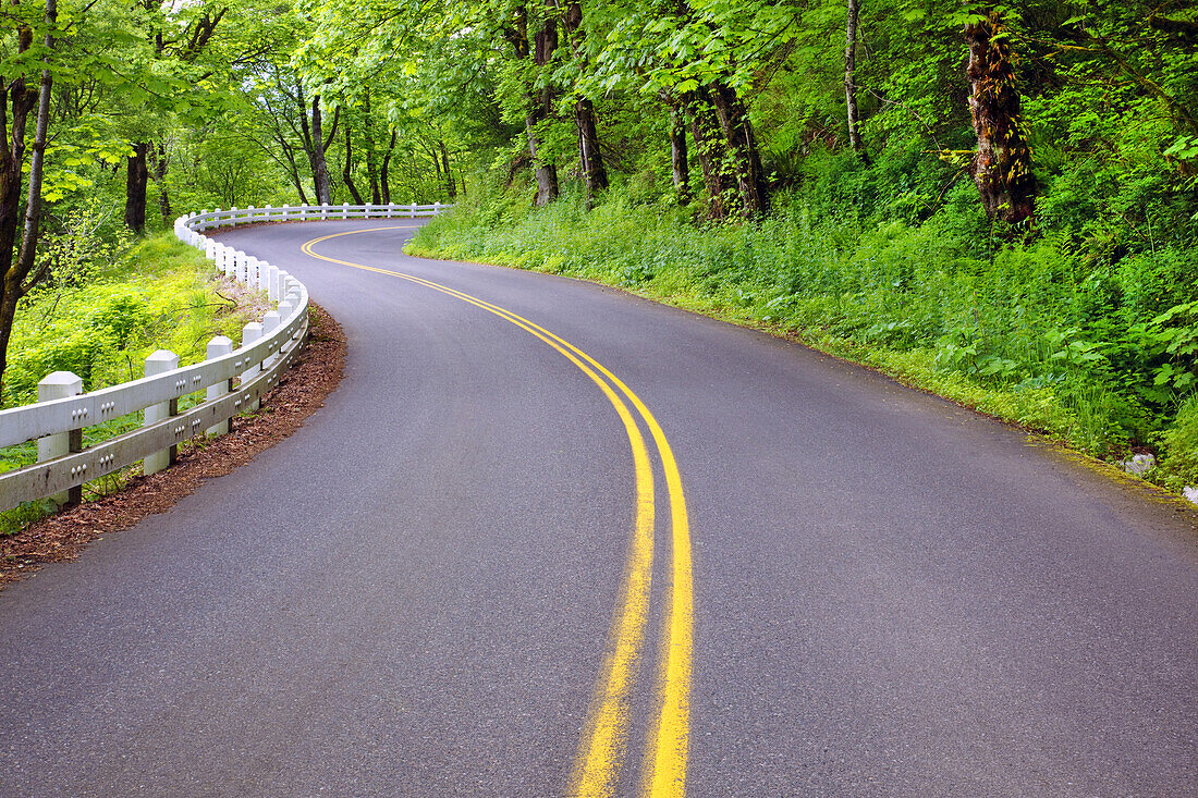 Kurvenreiche zweispurige Straße mit Leitplanke in einem üppigen Wald, Columbia River Gorge, Oregon, Vereinigte Staaten von Amerika