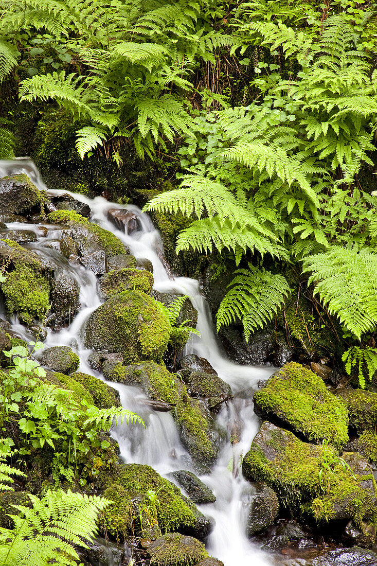 Wasser, das durch eine moosbewachsene Landschaft mit üppigen Farnen im Crystal Springs Rhododendron Garden fließt, Portland, Oregon, Vereinigte Staaten von Amerika