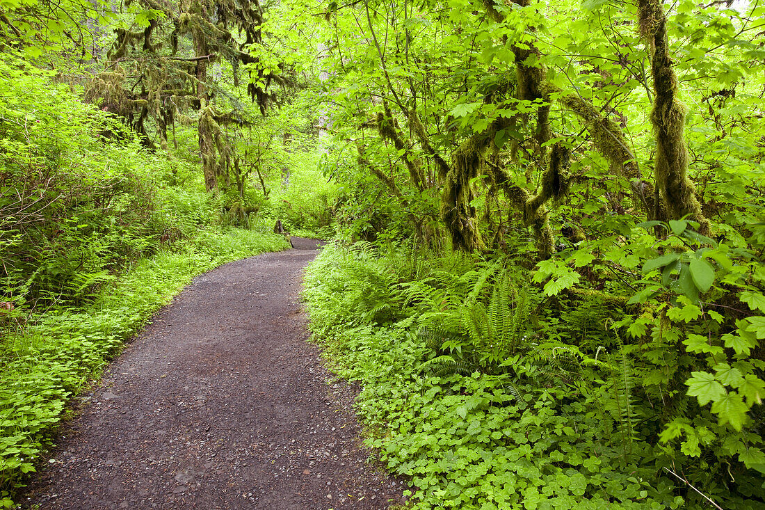 Pfad in einem üppigen Wald im Silver Falls State Park,Oregon,Vereinigte Staaten von Amerika