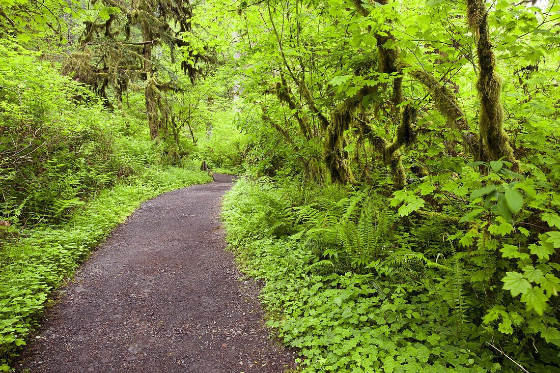 Trail in a lush forest in Silver Falls State Park,Oregon,United States of America