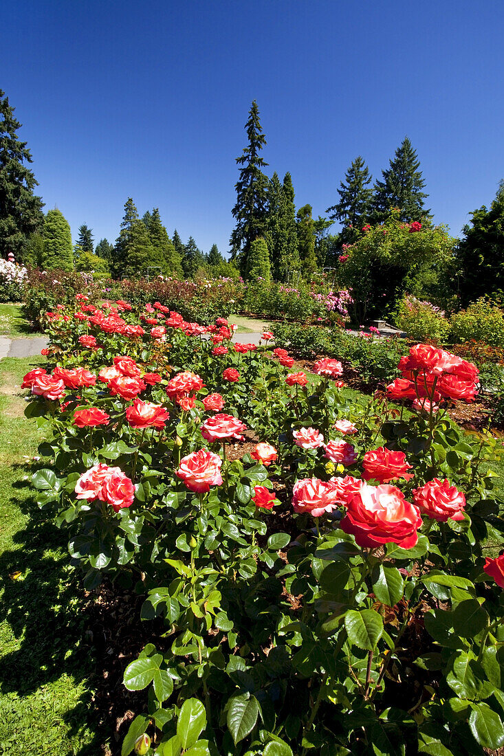 Blossoming roses in the International Rose Test Garden,Washington Park,Portland,Oregon,United States of America