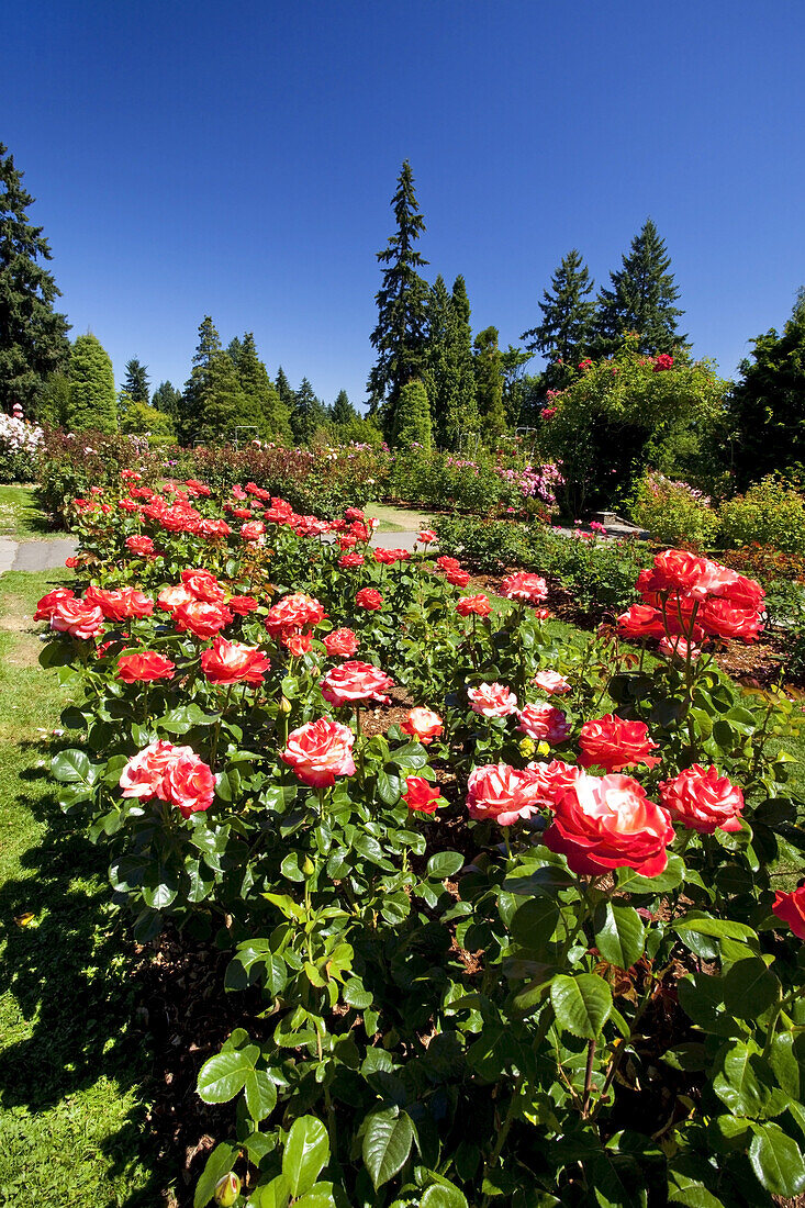 Blühende Rosen im International Rose Test Garden, Washington Park, Portland, Oregon, Vereinigte Staaten von Amerika