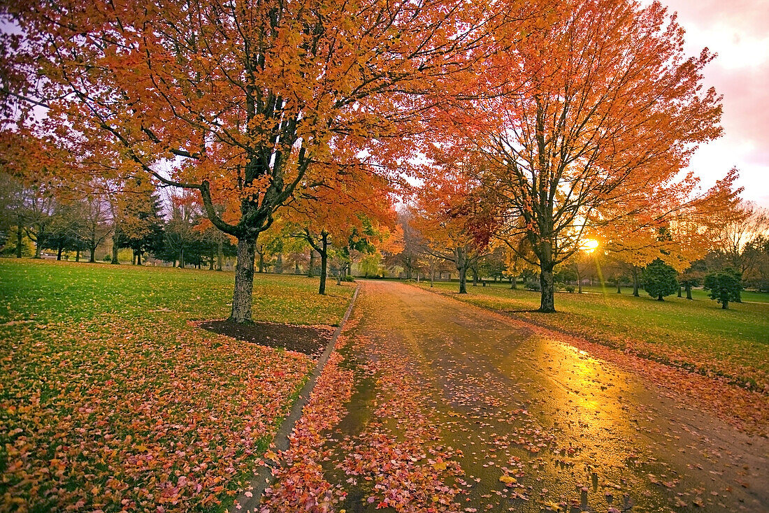 Nasse Straße mit Blattresten und buntem Laub an den Bäumen im Herbst, Happy Valley, Oregon, Vereinigte Staaten von Amerika