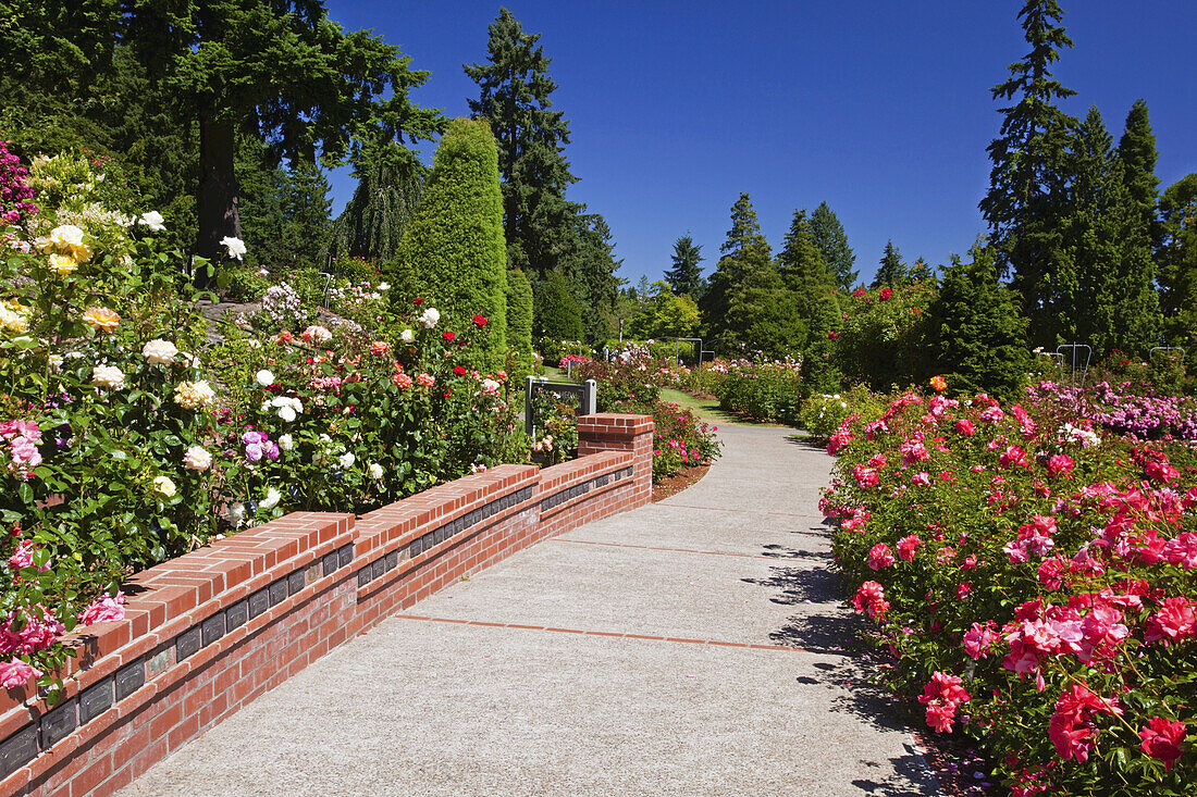 Blossoming roses in the International Rose Test Garden,Washington Park,Portland,Oregon,United States of America