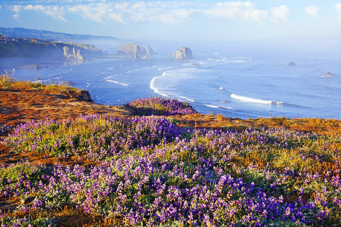 Large rock formations in the water off the beach and wildflowers growing in the beach grasses at Bandon State Park along the Oregon coast,Bandon,Oregon,United States of America
