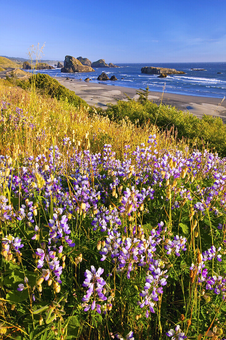 Large rock formations in the water off the beach and wildflowers growing in the beach grasses at Cape Sebastian State Scenic Corridor along the Oregon coast,Oregon,United States of America