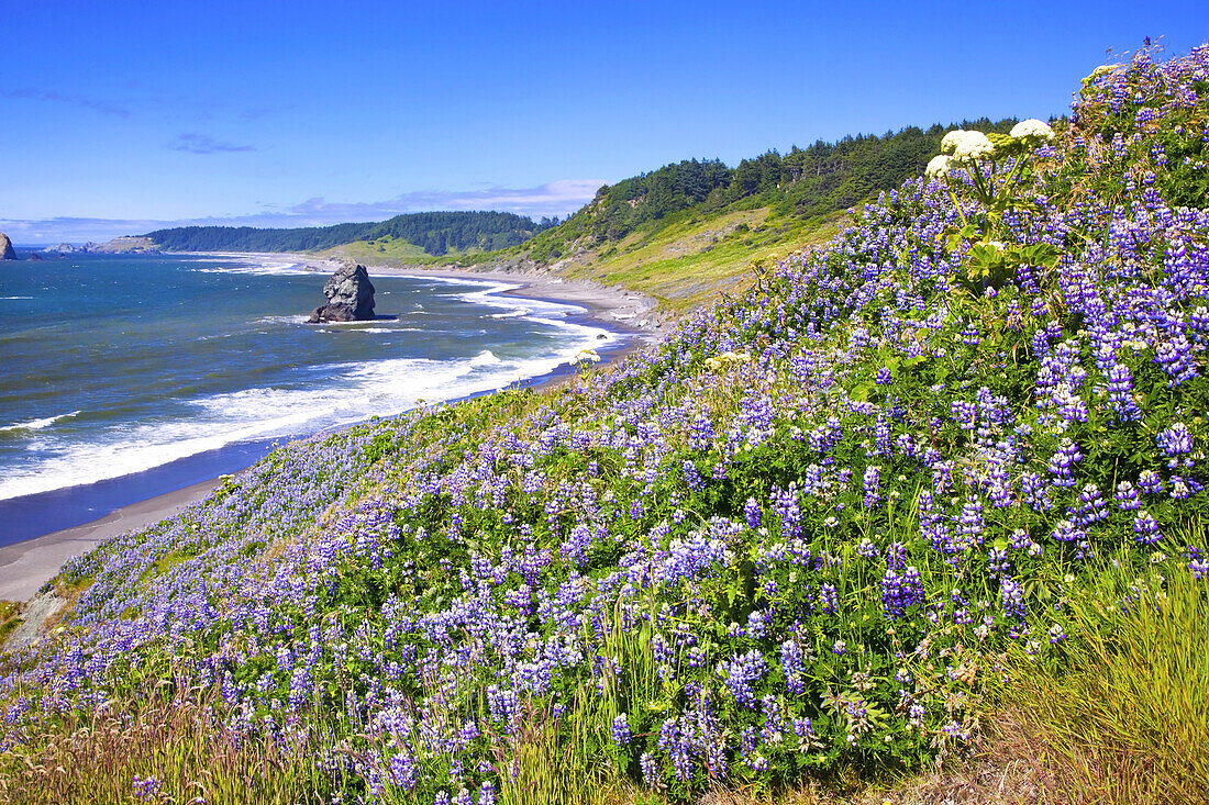 Sea stack and lupines at Cape Blanco along the Oregon coast with the surf washing up on the beach along the vast coastline,Oregon,United States of America