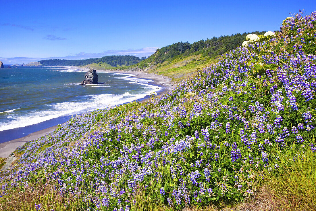 Seestapel und Lupinen am Cape Blanco entlang der Küste von Oregon mit der Brandung, die an den Strand entlang der weiten Küstenlinie gespült wird, Oregon, Vereinigte Staaten von Amerika