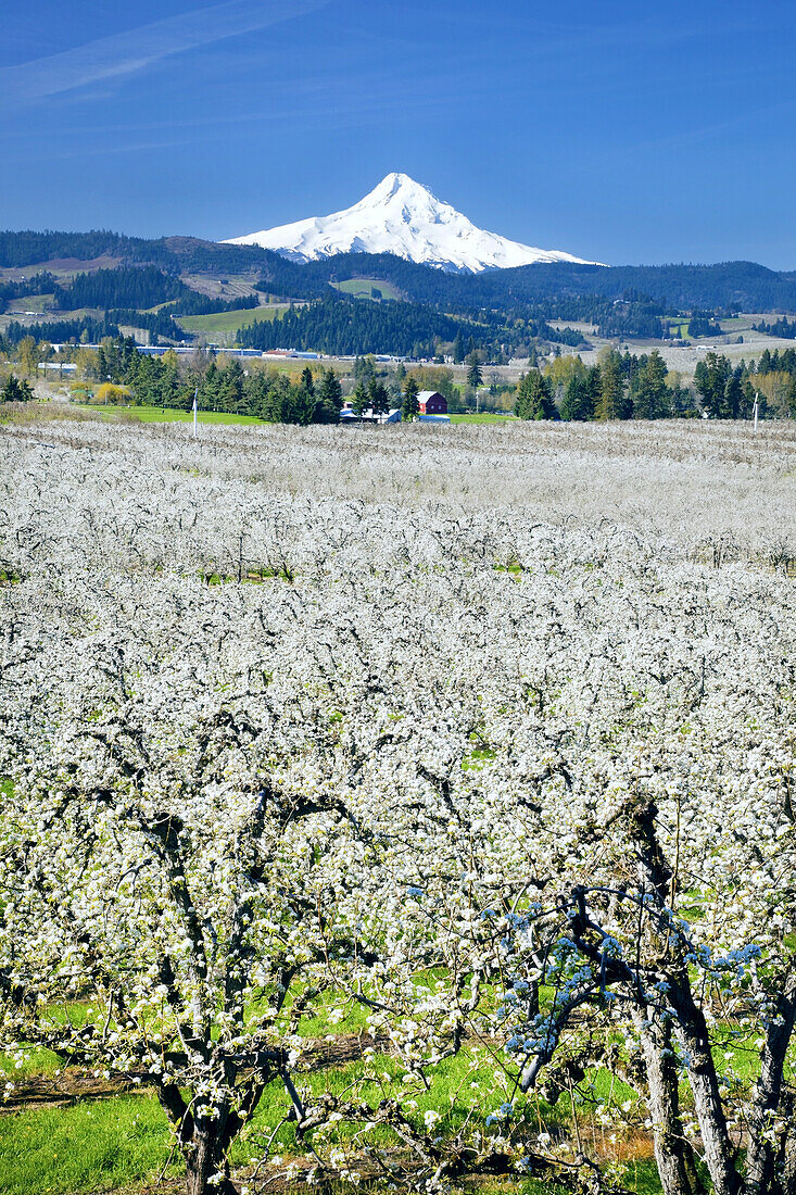 Blossoming apple trees in an orchard in the foreground and snow-covered Mount Hood in the distance against a bright blue sky,Hood River,Oregon,United States of America