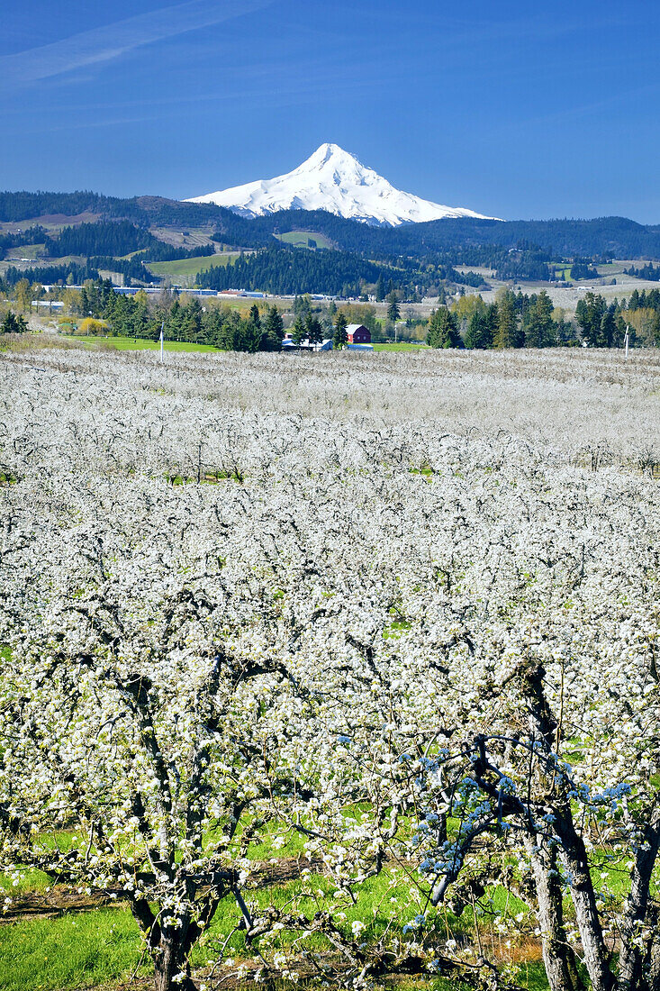 Blühende Apfelbäume in einem Obstgarten im Vordergrund und der schneebedeckte Mount Hood in der Ferne vor einem strahlend blauen Himmel, Hood River, Oregon, Vereinigte Staaten von Amerika