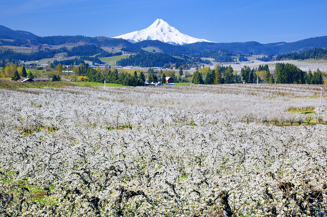 Blossoming apple trees in an orchard in the foreground and snow-covered Mount Hood in the distance against a bright blue sky,Hood River,Oregon,United States of America