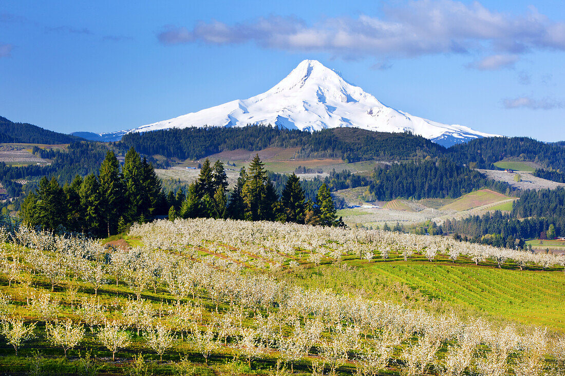 Blossoming apple trees in an orchard in the foreground and snow-covered Mount Hood in the background against a bright blue sky,Hood River,Oregon,United States of America