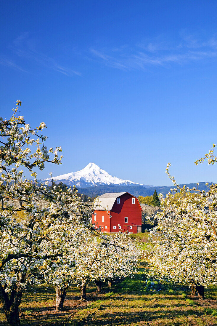 Blossoming apple trees in an orchard with a red barn in the foreground and snow-covered Mount Hood in the distance against a bright blue sky,Hood River,Oregon,United States of America