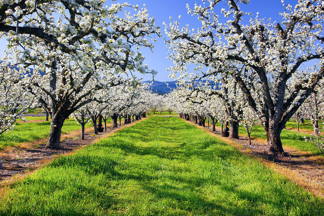 Blühende Apfelbäume in einer Reihe in einer Obstplantage mit üppigem Gras zwischen den Reihen, Hood River, Oregon, Vereinigte Staaten von Amerika