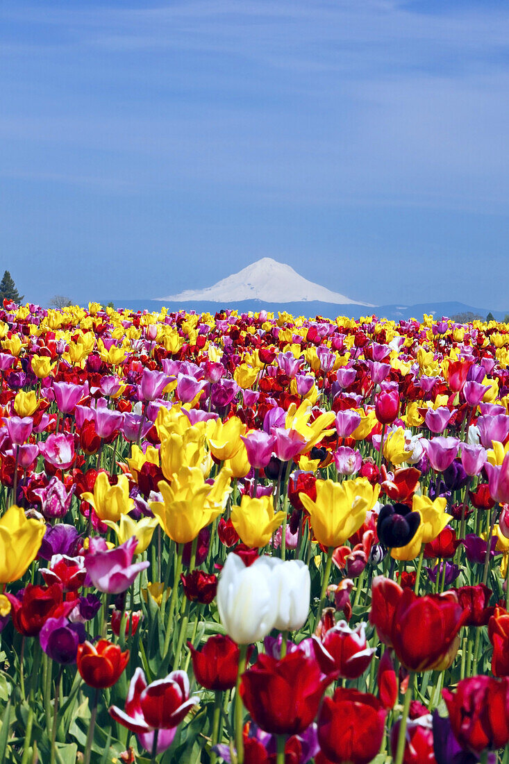 Abundance of vibrant coloured blossoming tulips in the foreground and snow-covered Mount Hood in the distance in Wooden Shoe Tulip Farm,Pacific Northwest,Woodburn,Oregon,United States of America