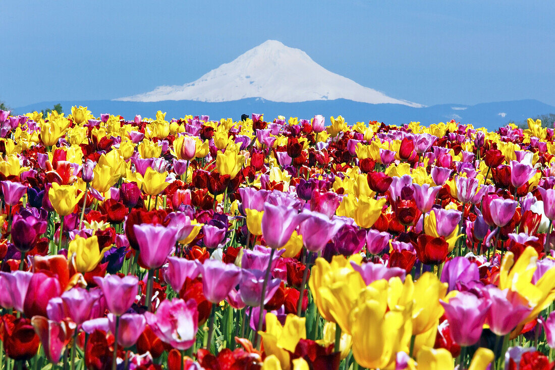 Abundance of vibrant coloured blossoming tulips in the foreground and snow-covered Mount Hood in the distance in Wooden Shoe Tulip Farm,Pacific Northwest,Woodburn,Oregon,United States of America