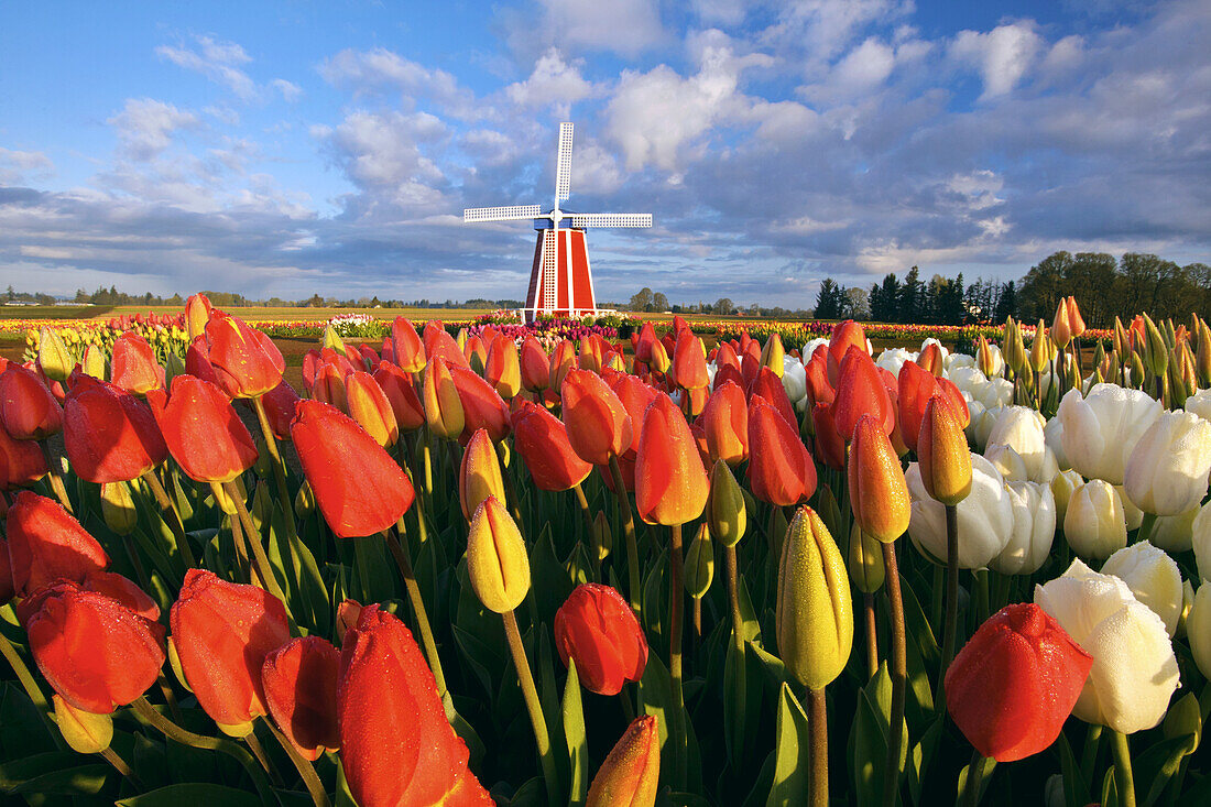 Sich öffnende Tulpenknospen im Vordergrund und eine Windmühle auf der Wooden Shoe Tulip Farm, Woodburn, Oregon, Vereinigte Staaten von Amerika
