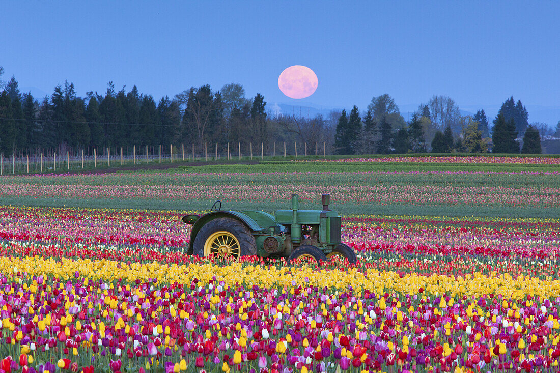 A tractor sits in a field with an abundance of blossoming tulips,and a full moon glows pink in the sky above at the Wooden Shoe Tulip Farm,Woodburn,Oregon,United States of America