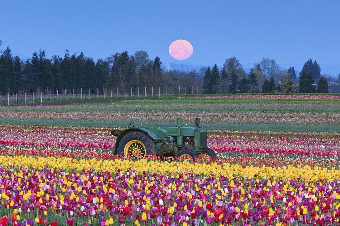 Ein Traktor sitzt in einem Feld mit einer Fülle von blühenden Tulpen, und ein Vollmond leuchtet rosa am Himmel über der Wooden Shoe Tulip Farm, Woodburn, Oregon, Vereinigte Staaten von Amerika