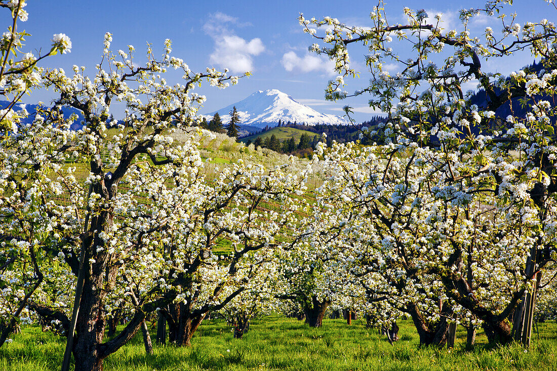 Blossoming apple trees in an orchard in the foreground with snow-covered Mount Adams in Washington State in the distance against a blue sky,Oregon,United States of America