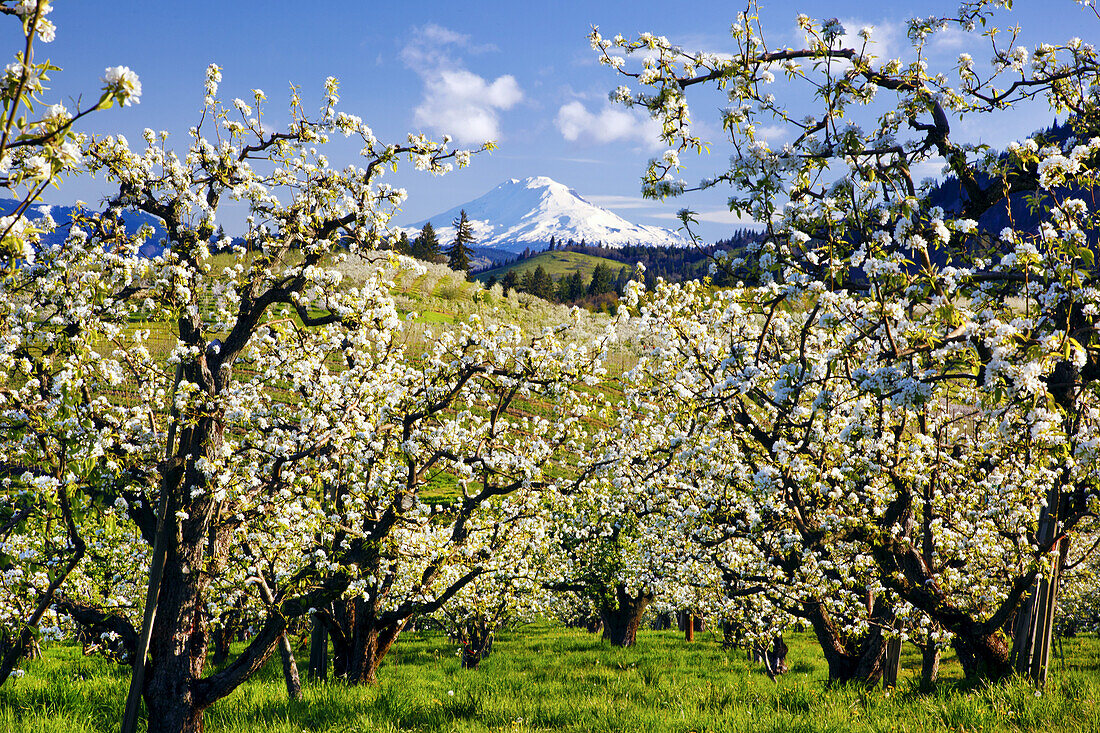 Blühende Apfelbäume in einer Obstplantage im Vordergrund mit dem schneebedeckten Mount Adams im Bundesstaat Washington in der Ferne vor einem blauen Himmel, Oregon, Vereinigte Staaten von Amerika