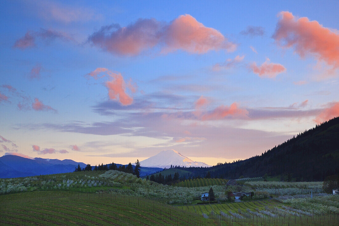 An apple tree orchard in the foreground with snow-covered Mount Adams in Washington State in the distance against a sunset sky with glowing pink clouds,Oregon,United States of America