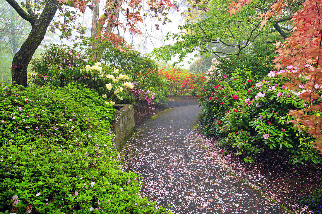Blütenblätter übersäen den Weg im Crystal Springs Rhododendron Garden an einem nebligen Morgen, Portland, Oregon, Vereinigte Staaten von Amerika