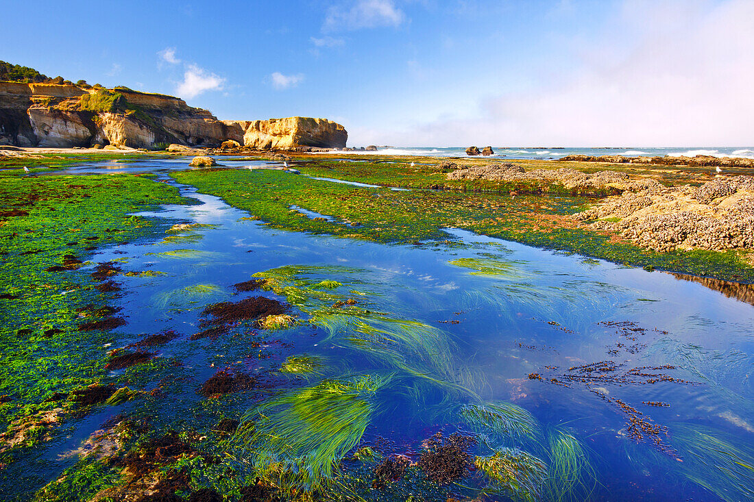 Seaweed and tide pools at low tide along the Oregon coast,Oregon,United States of America