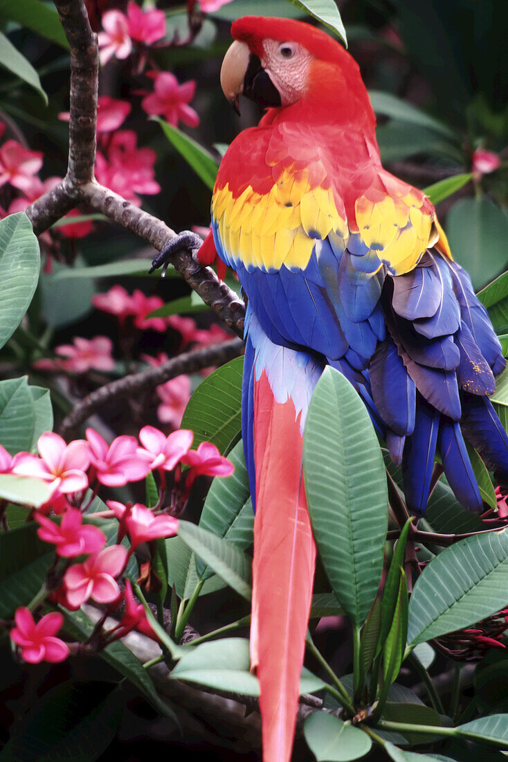 A Scarlet Macaw (Ara macao) perched on a blossoming plant with a visible long tail feather,Roatan,Bay Islands,Honduras