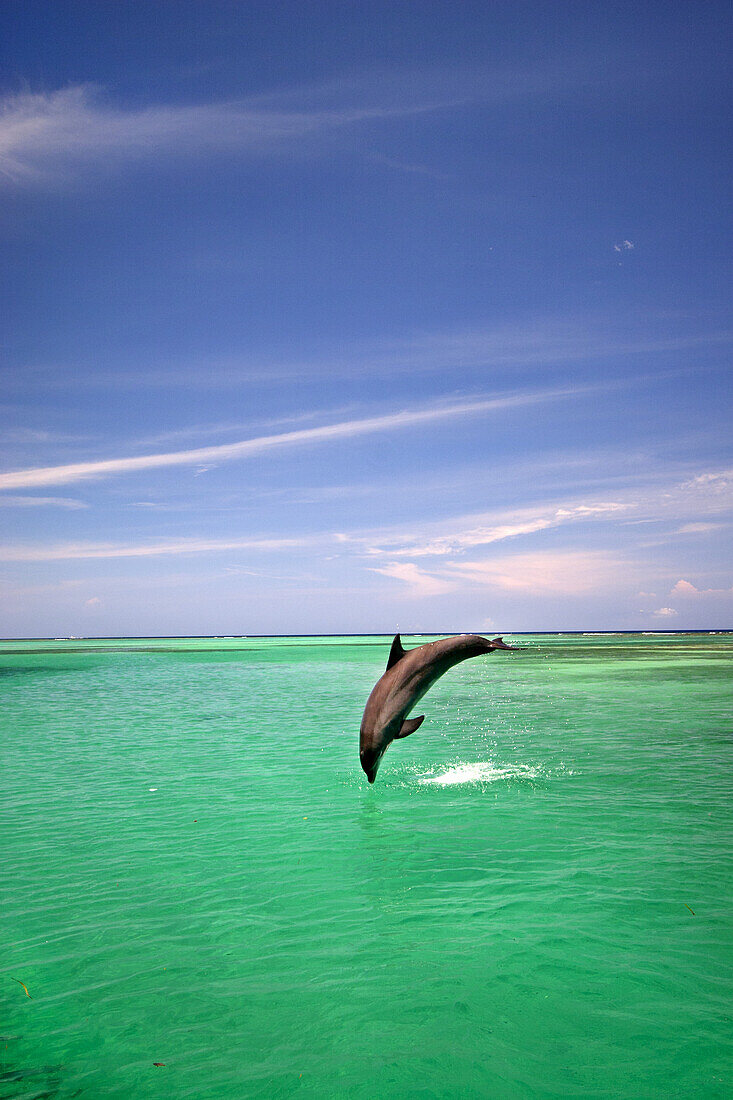 Bottlenose Dolphin diving into a tropical ocean