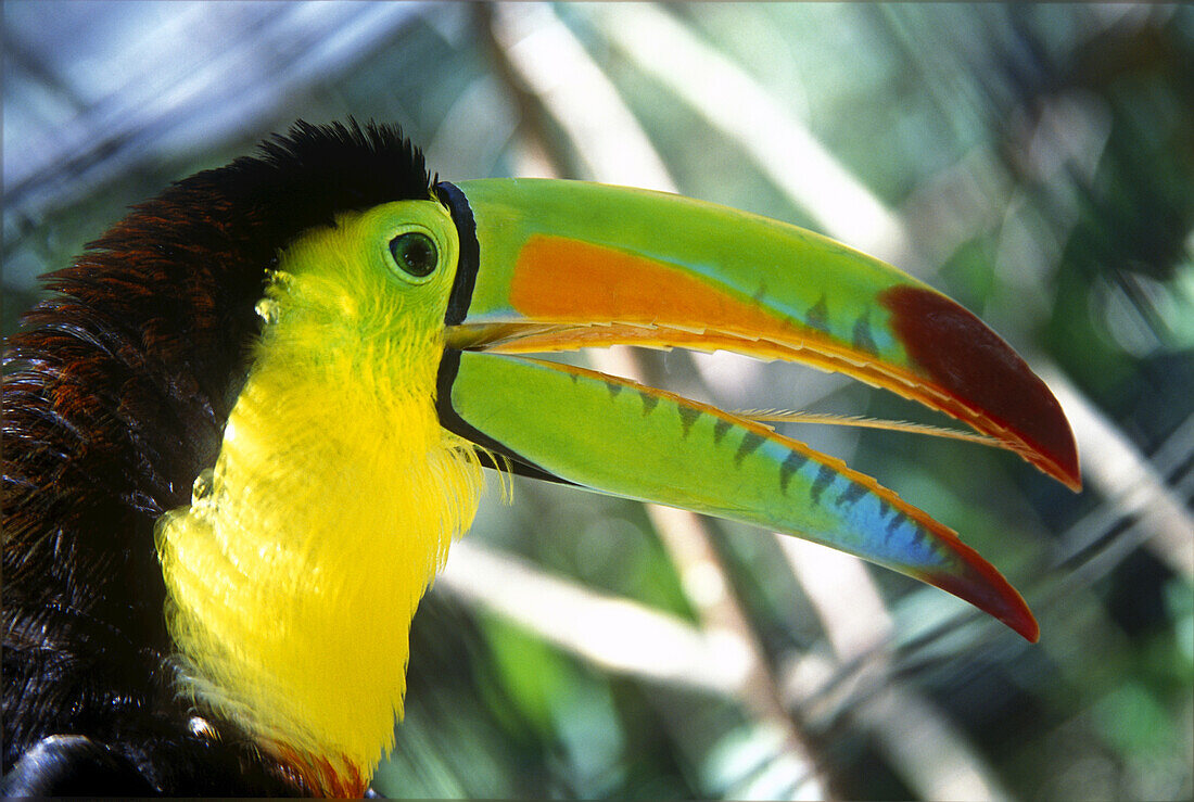 Close-up of the Keel-Billed Toucan (Ramphastos sulfuratus),Honduras