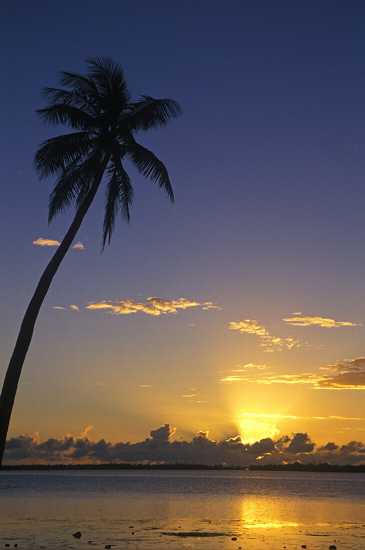 Das goldene Licht des Sonnenuntergangs beleuchtet den Horizont und spiegelt sich auf dem ruhigen Wasser des Ozeans mit einer silhouettierten Palme im Vordergrund,Cookinseln