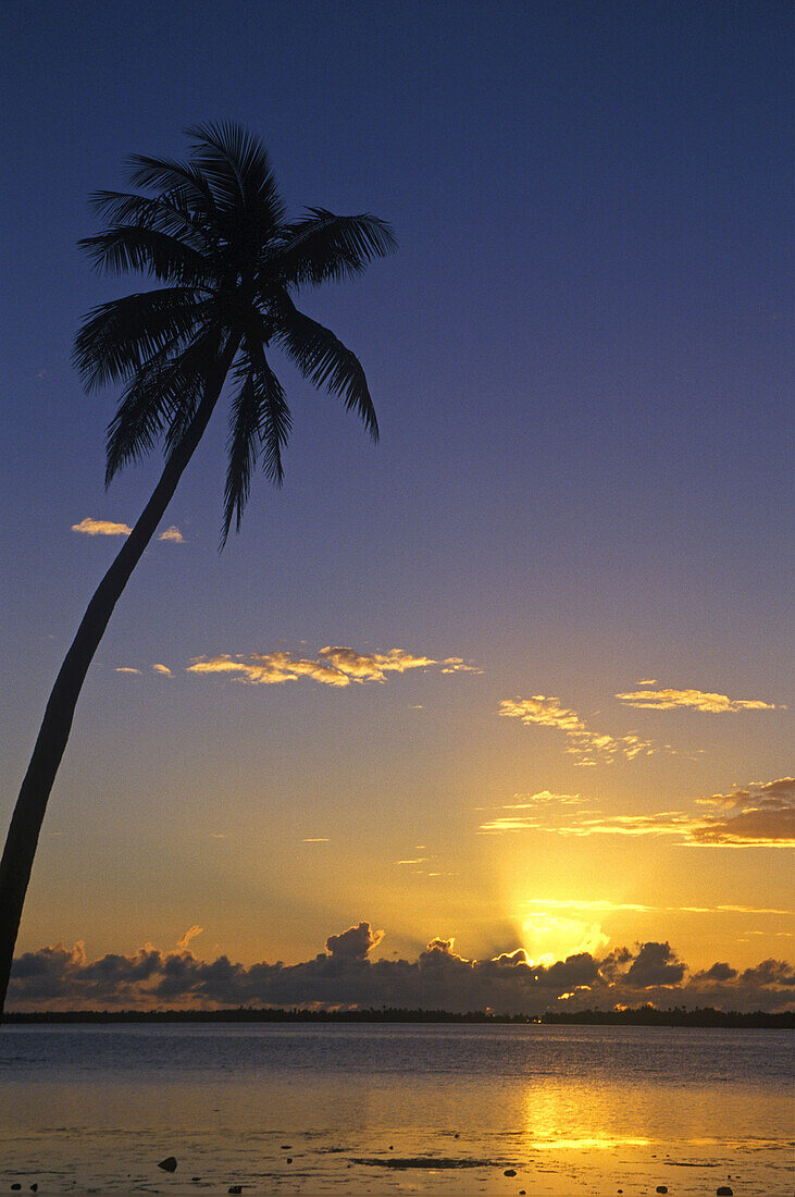 Golden sunset light illuminates the horizon and reflects on tranquil ocean water with a silhouetted palm tree in the foreground,Cook Islands