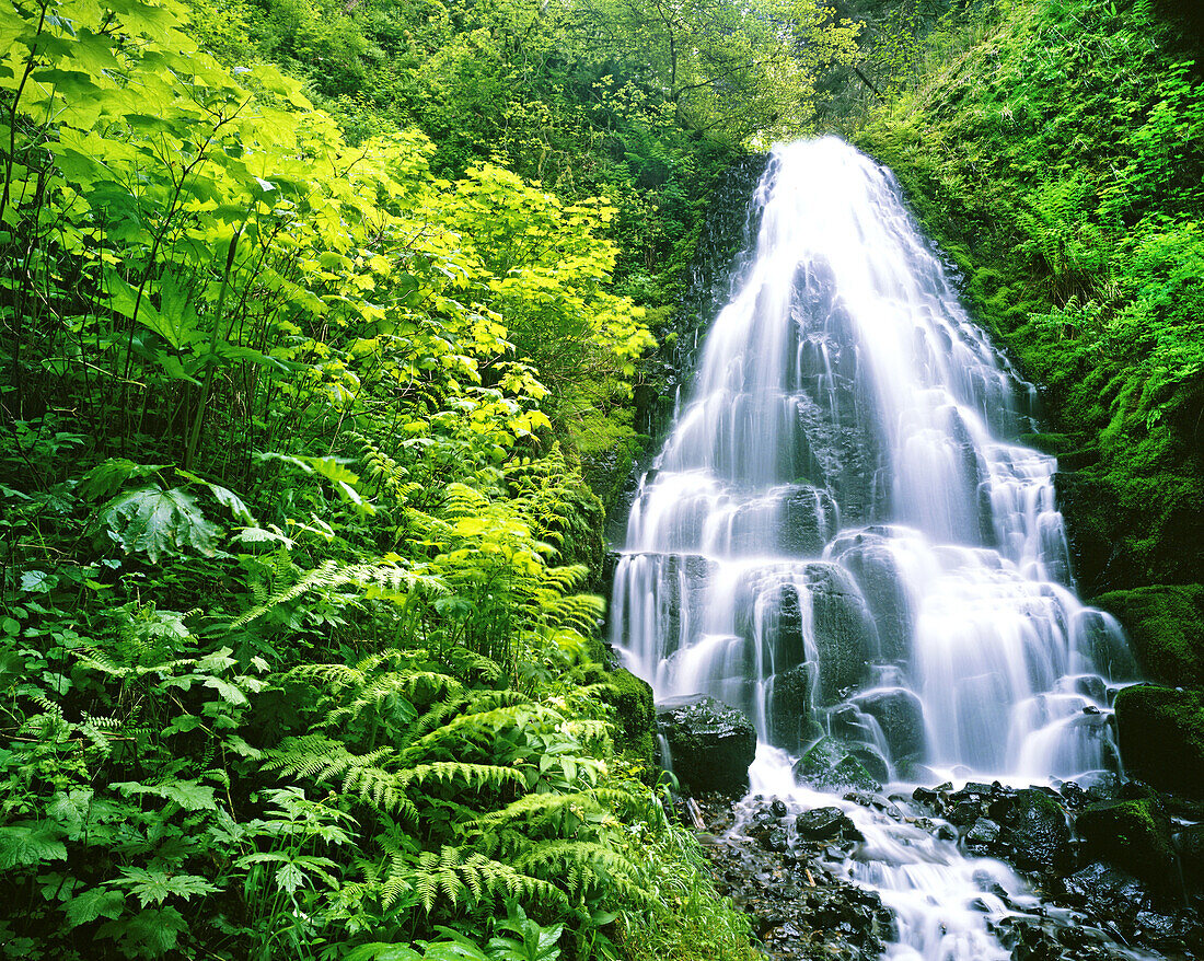 Cascading waterfall over levels of rock in a lush forest in Silver Falls State Park,Oregon,United States of America