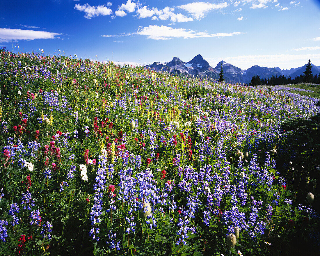Schöne Wiese mit blühenden, farbenfrohen Wildblumen und den schroffen Gipfeln der Cascade Range in der Ferne im Mount Rainier National Park, Paradise, Washington, Vereinigte Staaten von Amerika