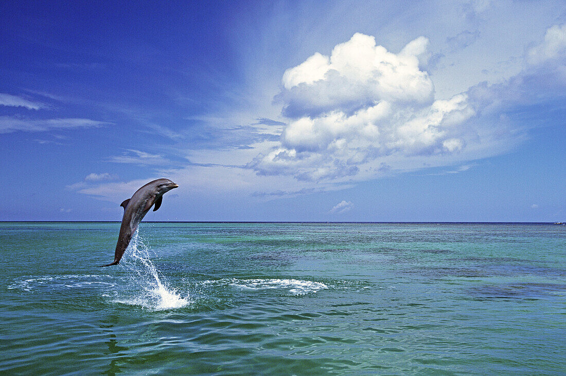 A bottlenose dolphin leaps from tropical water in the Caribbean